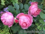 Boscobel Boscobel