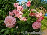 Tickled Pink Tickled Pink