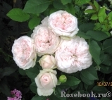 Claire Rose Claire Rose