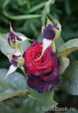 Black Baccara Black Baccara