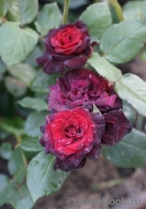 Black Baccara Black Baccara