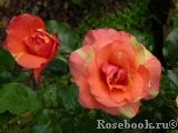 Sorbet Fruite Sorbet Fruite