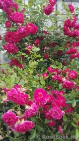 Super Excelsa