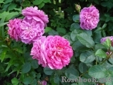 Princess Anne Princess Anne