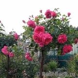 Rosarium Uetersen Rosarium Uetersen