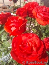 Lovely Red Lovely Red