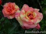 Sorbet Fruite Sorbet Fruite
