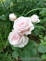 Rosa Belmonte Rosa Belmonte