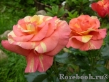 Sorbet Fruite Sorbet Fruite