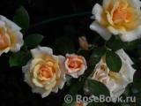 Caron Keating Rose Caron Keating Rose