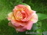 Sorbet Fruite Sorbet Fruite