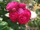 Ascot Ascot