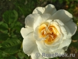 Crocus Rose® Crocus Rose®