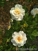 Crocus Rose® Crocus Rose®
