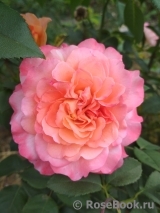 Augusta Luise Augusta Luise