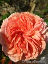 Abraham Darby Abraham Darby