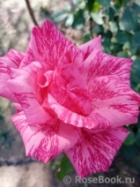 Pink Intuition Pink Intuition