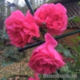 Rosarium Uetersen Rosarium Uetersen