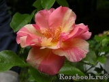 Sorbet Fruite Sorbet Fruite