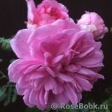 Uetersens Rosenprinzessin ® Uetersens Rosenprinzessin ®