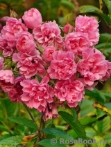 Pink Grootendorst Pink Grootendorst