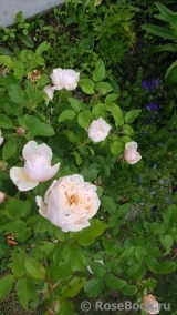 Alexandrine Alexandrine