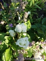 Alabaster Alabaster