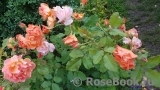 Westerland Westerland
