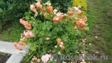Westerland Westerland