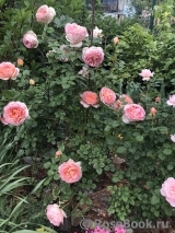 Abraham Darby Abraham Darby