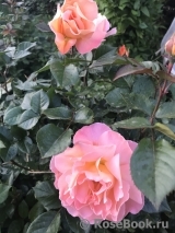 Rosemary Harkness Rosemary Harkness