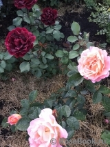 Rosemary Harkness Rosemary Harkness