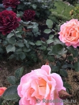 Rosemary Harkness Rosemary Harkness