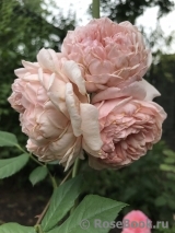 William Morris William Morris