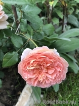 Abraham Darby Abraham Darby