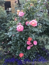 Sommersonne Sommersonne