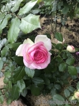 Pierre de Ronsard Pierre de Ronsard