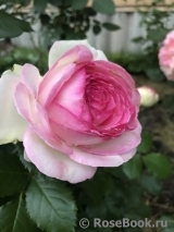 Pierre de Ronsard Pierre de Ronsard