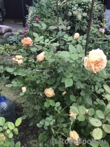 Crown Princess Margareta® Crown Princess Margareta®