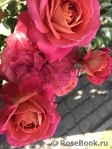 Midsummer Midsummer