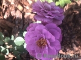Magenta Magenta
