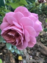 Magenta Magenta
