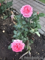 La Rose de Molinard ® La Rose de Molinard ®