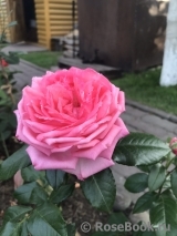 La Rose de Molinard ® La Rose de Molinard ®