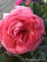 La Rose de Molinard ® La Rose de Molinard ®