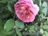 Jubilee Celebration® Jubilee Celebration®