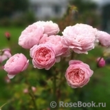 The Alnwick Rose The Alnwick Rose