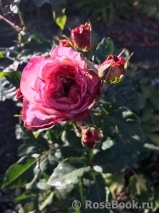 Augusta Luise Augusta Luise