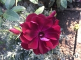 Burgundy Ice Burgundy Ice