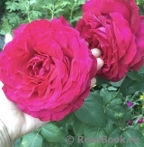 Rose des 4 Vents Rose des 4 Vents